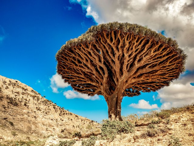 Image of a dragon's blood tree on Socotra island in Yemen