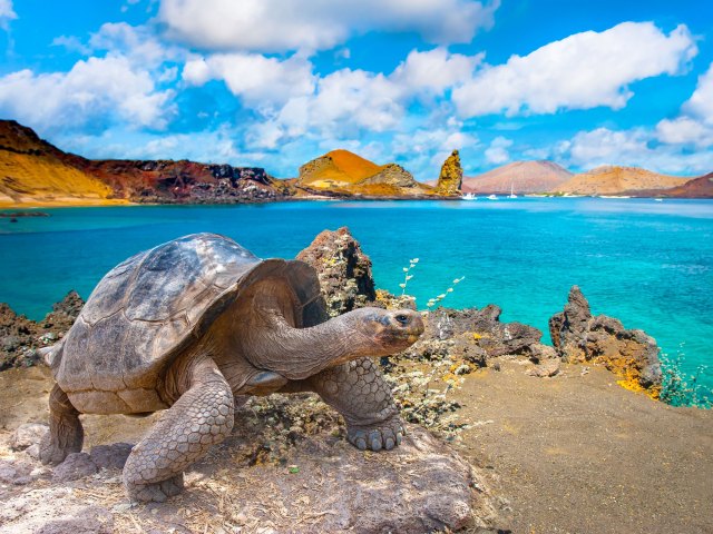 Giant tortoise in the Galápagos Islands