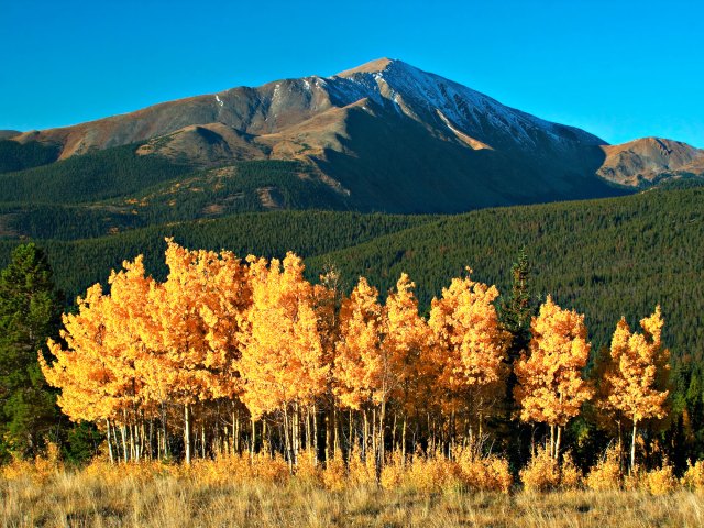 Autumn-colored trees in the mountains outside Breckenridge, Colorado