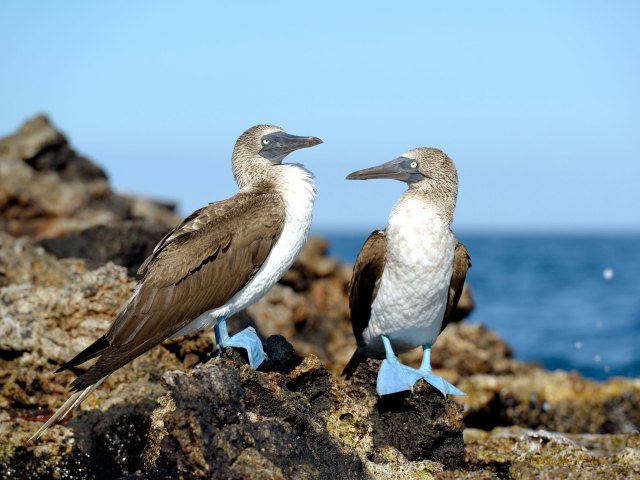 Pair of blue-footed boobies standing on rocks