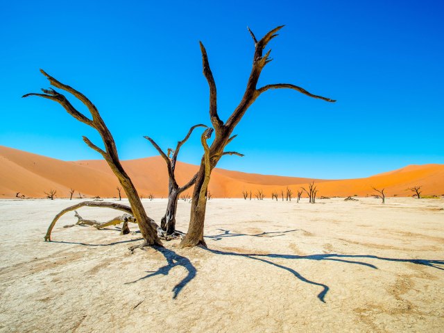 Twisted bare trees and sand dunes of the Namib Desert