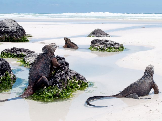 Marine iguanas on sandy beach in the Galápagos