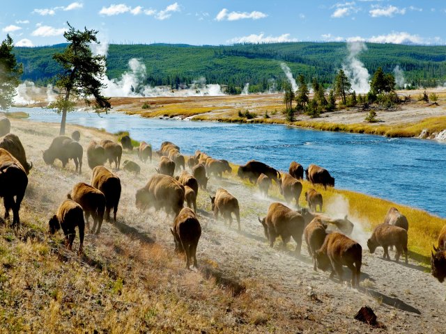 Herd of bison next to river and thermal springs in Yellowstone National Park