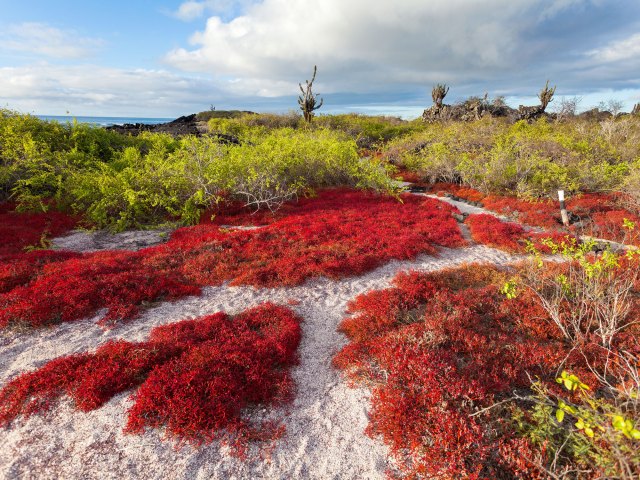 Striking red flora on the Galápagos Islands