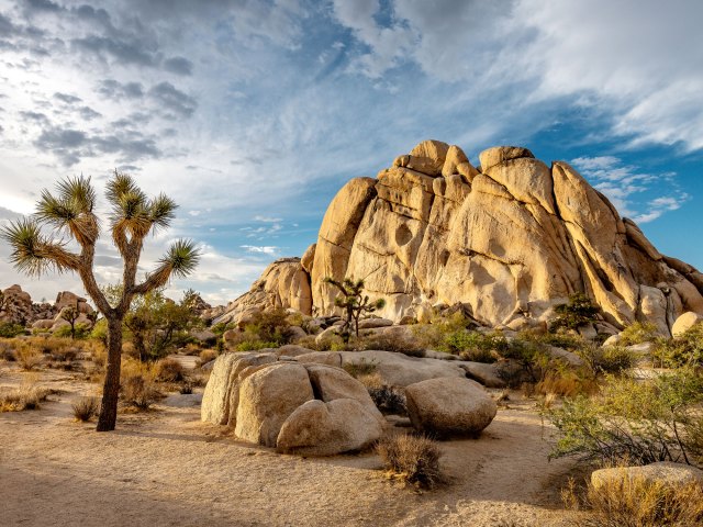 Joshua tree and desert landscape with rock formations in Joshua Tree National Park
