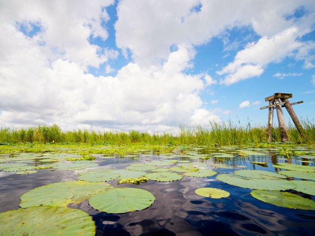 Swampy landscape in Florida