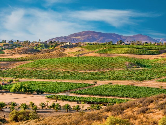 Vineyards in Temecula, California, seen from above