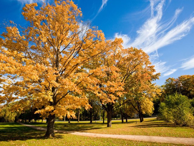 Scenic path under autumn-colored trees in Kitchener, Ontario