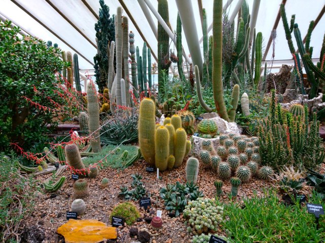 Desert plants inside the Barbican Conservatory in London