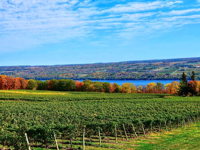 Vineyards in the Finger Lakes region of New York