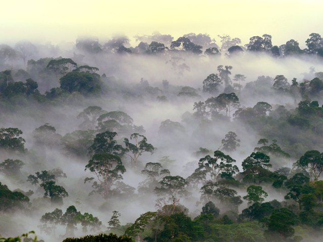 Aerial view of fog hugging treetops in Borneo Lowland Rainforests