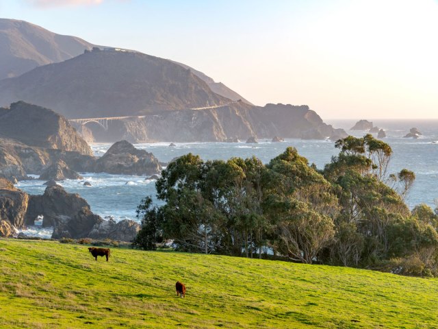 Cows grazing on grassy hill overlooking Pacific Coast in Sea Ranch, California