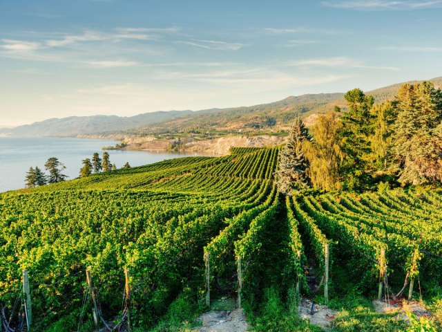 Rows of grape vines in British Columbia's Okanagan Valley