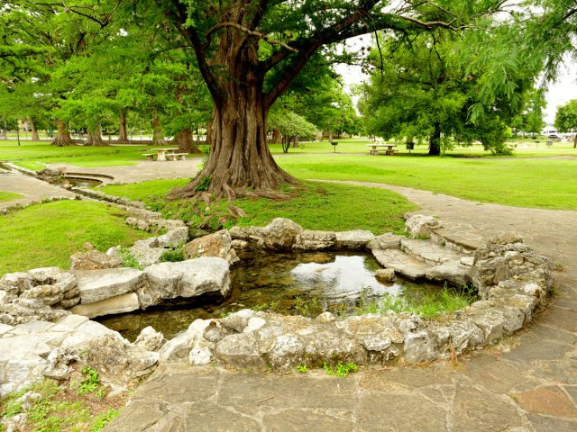 Tree and natural springs at San Pedro Springs Park in Texas