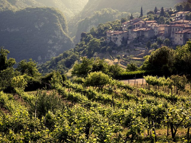 Vineyard and hillside homes in Lombardy, Italy
