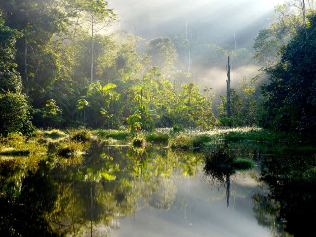 Sun shining through trees of the Amazon Rainforest