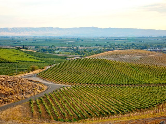 Overview of vineyards in Yakima Valley, Washington