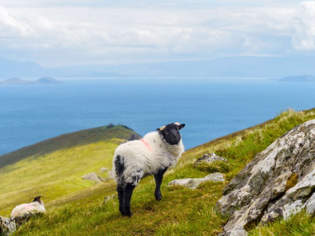 Sheep grazing on Croaghaun in Ireland with sea in background thousands of feet below 