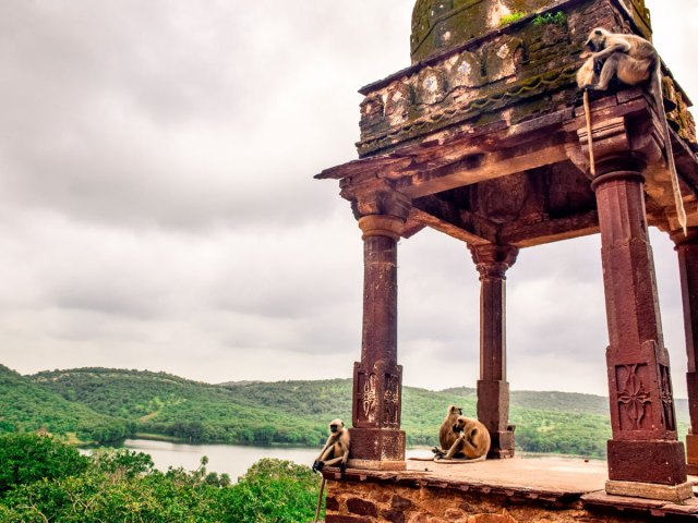 Monkeys at temple site overlooking lush scenery in India