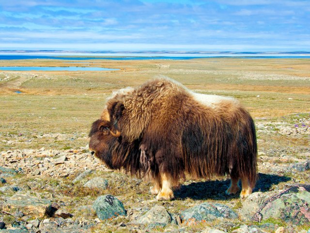 Muskoxen bull grazing on Canada's Victoria Island