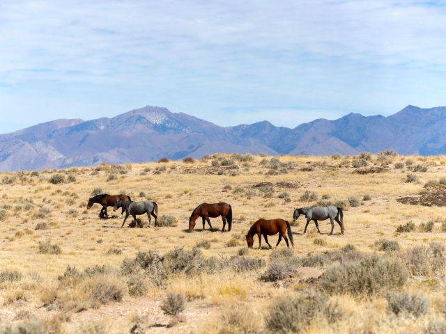 Horses grazing in the Great Basin Desert