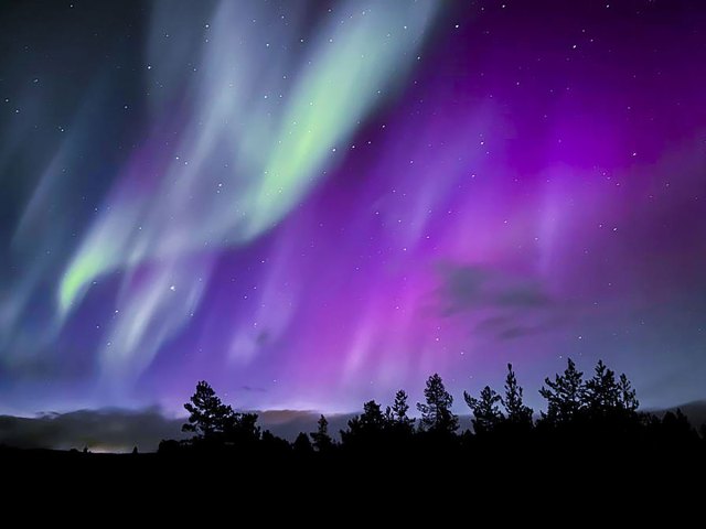 The northern lights seen over treetops in Lapland, Sweden