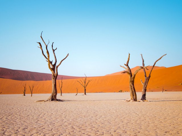 Bare, twisted trees surrounded by sand dunes in the Kalahari Desert of southern Africa