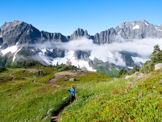 Hiker in flower-filled field on mountains of North Cascades National Park in Washington