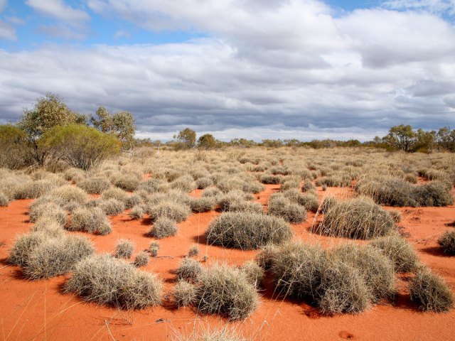 Low-lying shrubs in Australia's Great Victorian Desert