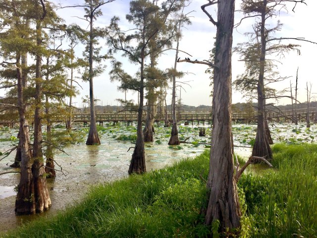 Bayou landscape in Monroe, Louisiana