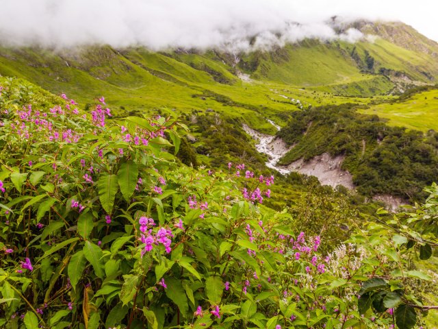 Clouds creeping over lush green, flower-filled fields in Valley of the Flowers National Park in India