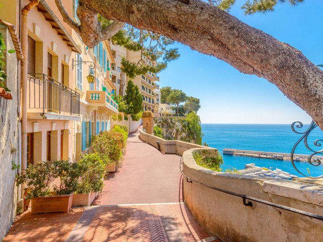 Tree trunk arching over cliff path along the Mediterranean in Monaco