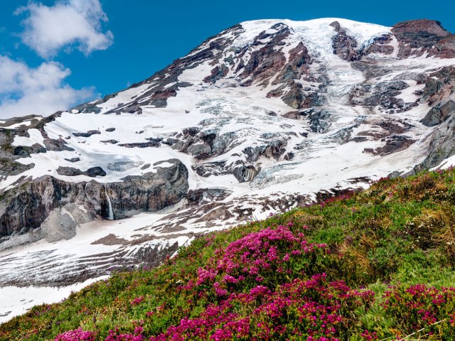 Flower- and snow-covered mountain peak in Mount Rainier National Park in Washington