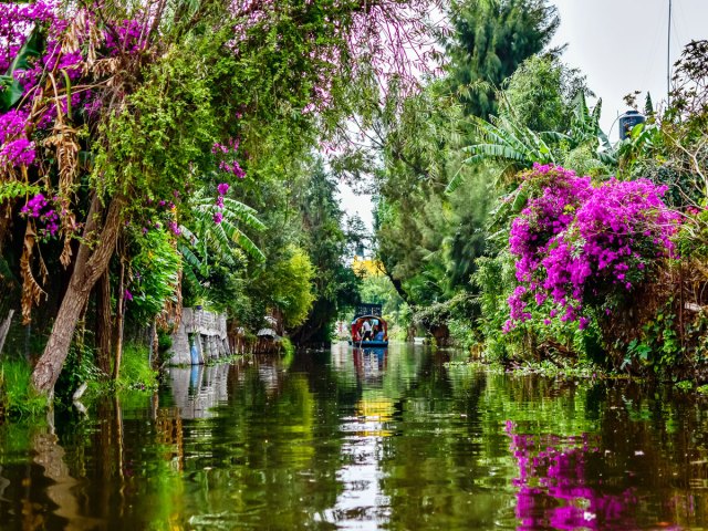 Canal lined with purple flowering plants in Xochimilco, Mexico