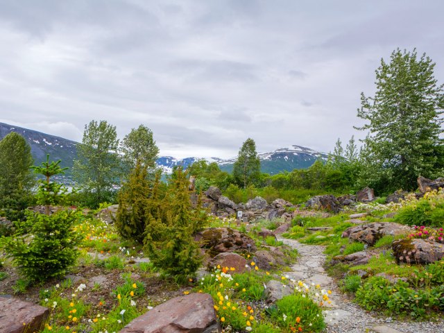Colorful flowers and snow-covered mountains in distance at Norway's Arctic-Alpine Botanic Garden