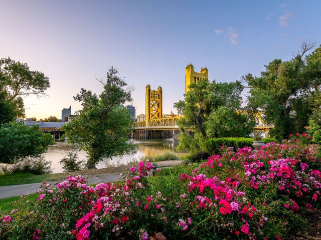 Flower-lined pathway along the Sacramento River in California