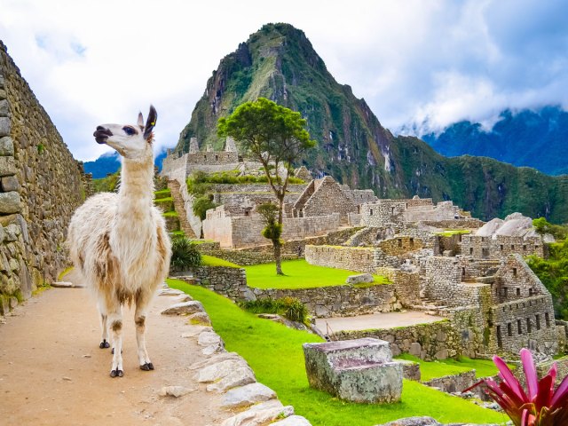 Llama standing next to Machu Picchu in the Andes mountains of Peru