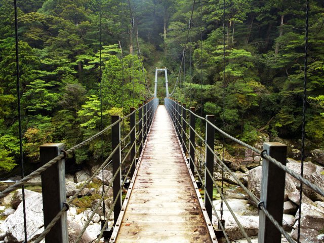 Suspension bridge over river in dense forest of Japan's Yakushima National Park
