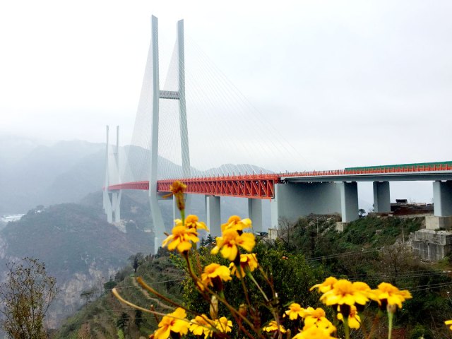 Yellow flowers in foreground and Duge Beipanjiang Bridge over deep gorge in background 