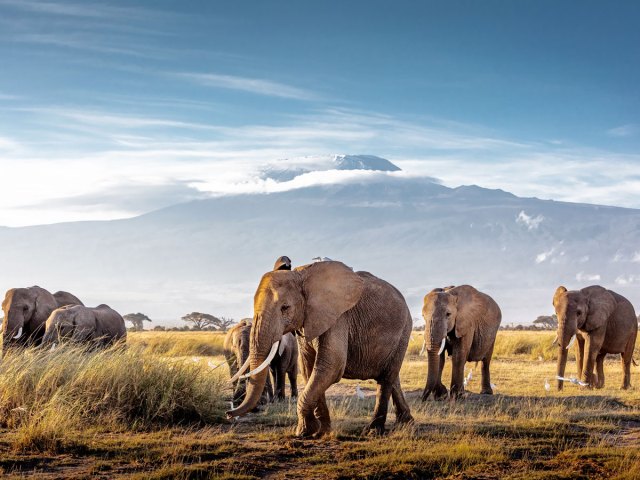 Elephants roaming in Kenya's Amboseli National Park