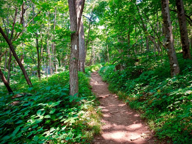 Appalachian Trail path through forested area