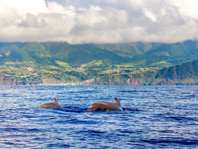 Whales off the coast of the Azores in Portugal