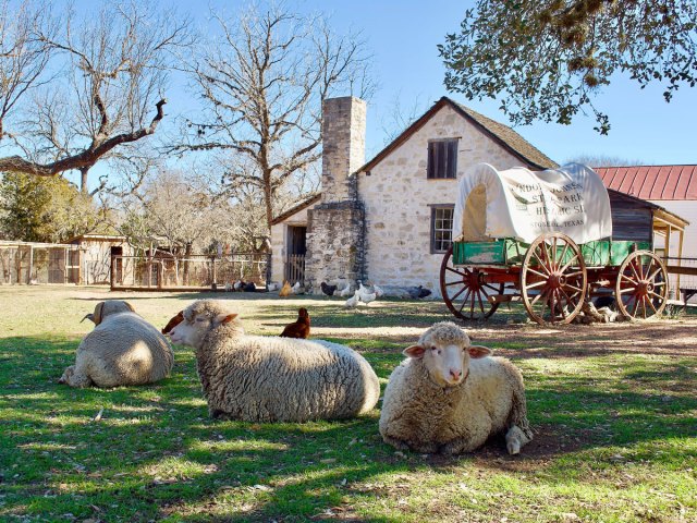 Sheep lying on grass next to covered wagon at Lyndon B. Johnson National Historical Park in Stonewall, Texas