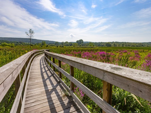 Wooden bridge through field of flowers