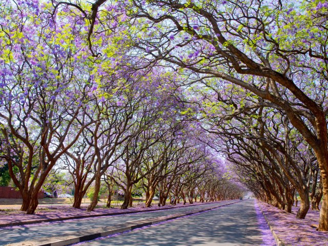 Tunnel of trees with purple flowers in Harare, Zimbabwe