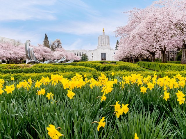 Flower-filled field in front of Oregon State Capitol in Salem