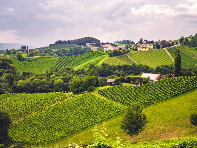 Rolling hills of vineyards in Slovenia, seen from above