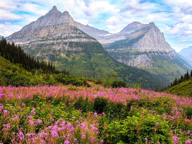 Flower-filled field with towering mountains in background in Montana's Glacier National Park