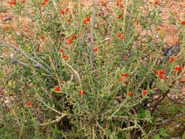 Foliage in Big Springs, Texas