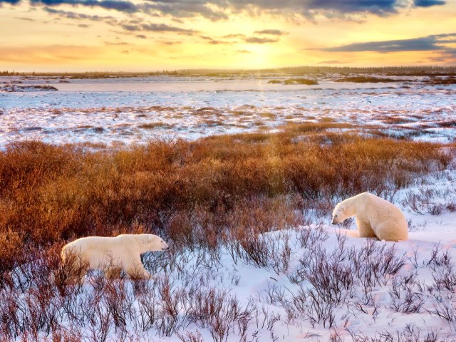 Two polar bears on snow- and grass-covered field at sunset